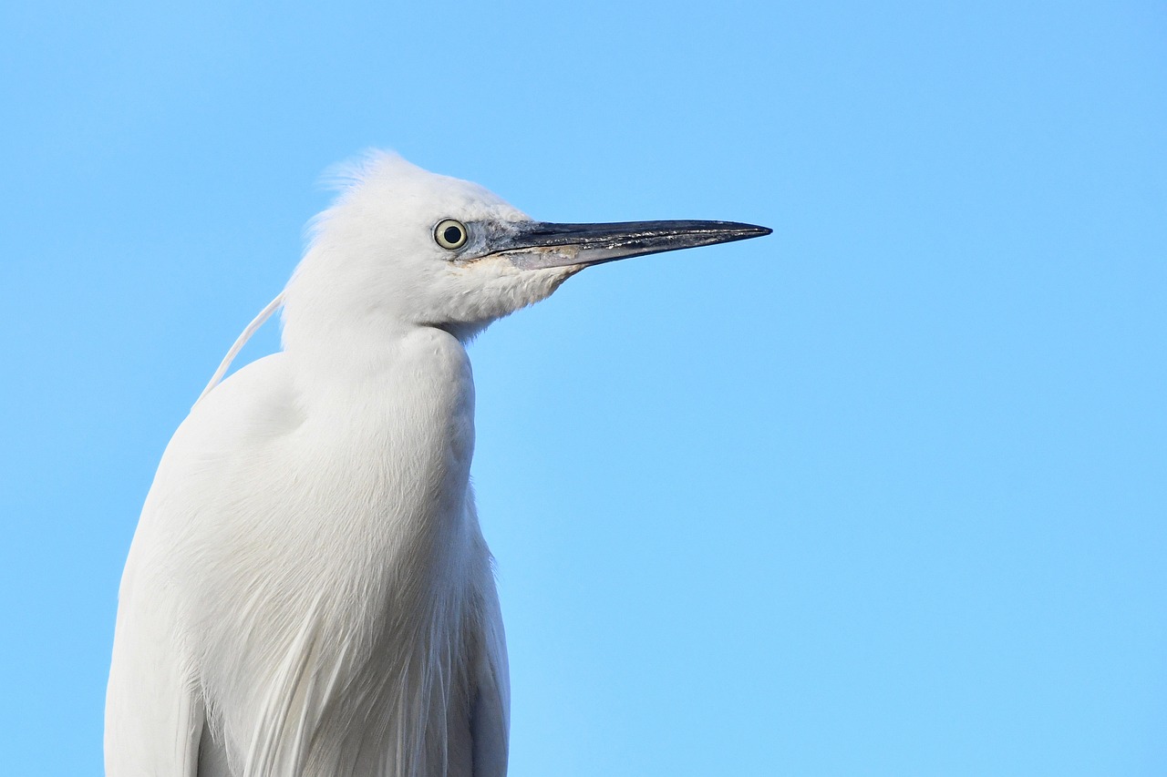 The Best Bird Watching Spots in Acadia National Park